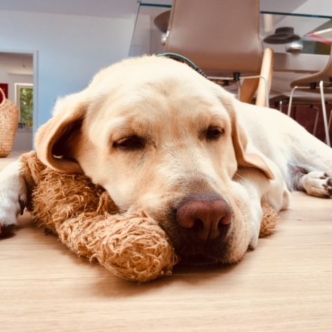 Ein schlafender Labrador, der mit einem Spielzeug kuschelt.